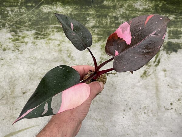 Philodendron Pink Princess