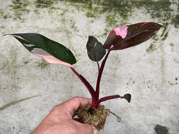 Philodendron Pink Princess – Bild 2