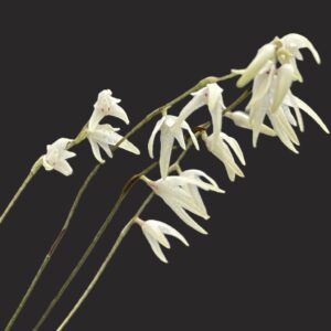 Pleurothallis dimidia