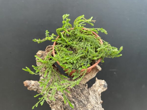 Selaginella species (douglasii?, helvetica?) – Bild 2