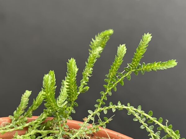 Selaginella species (douglasii?, helvetica?) – Bild 5