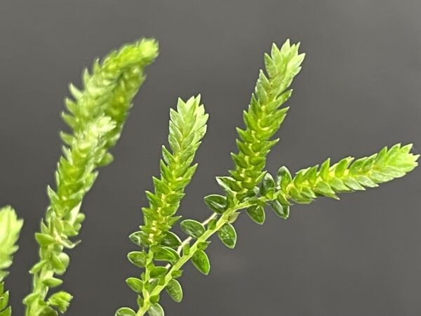 Selaginella species (douglasii?, helvetica?) – Bild 4