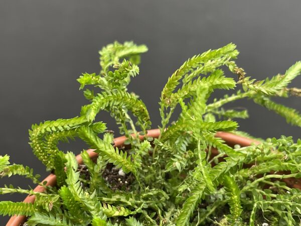 Selaginella species (douglasii?, helvetica?) – Bild 3