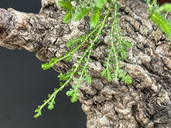 Selaginella species (douglasii?, helvetica?)