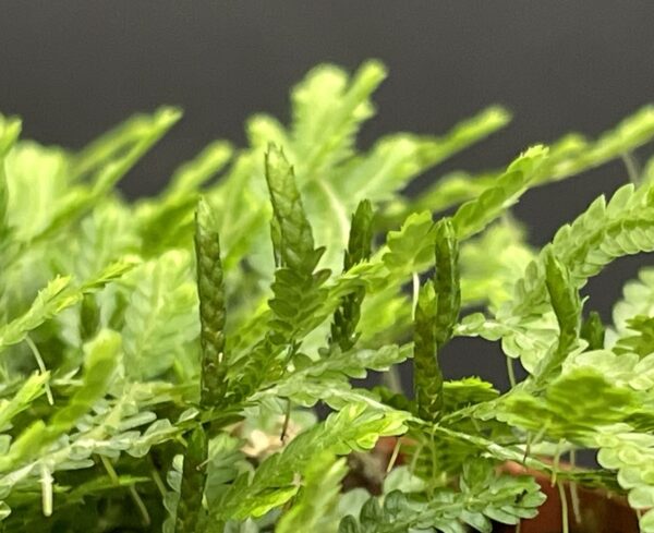 Selaginella species (serpens?!) – Bild 5