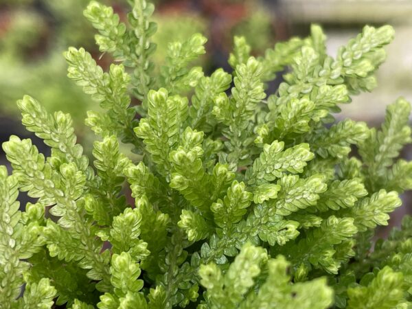 Selaginella species (serpens?!) – Bild 3
