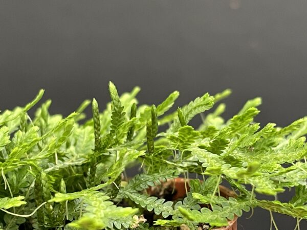 Selaginella species (serpens?!) – Bild 4