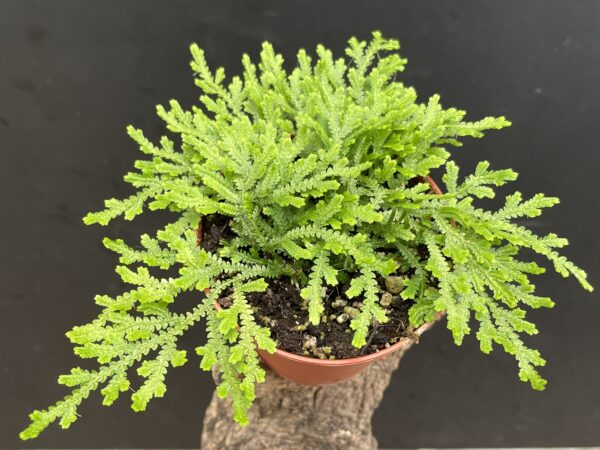 Selaginella species (serpens?!)