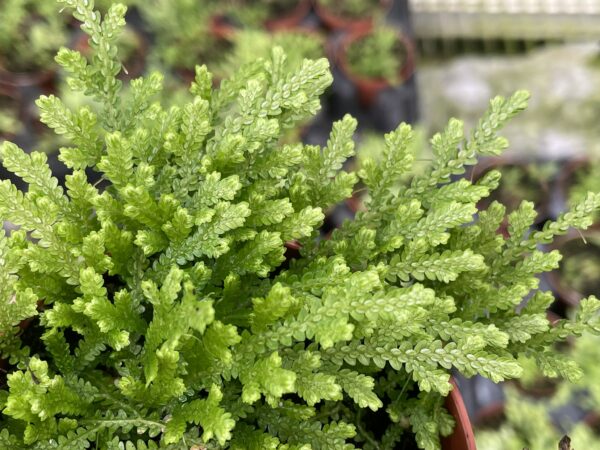 Selaginella species (serpens?!) – Bild 2