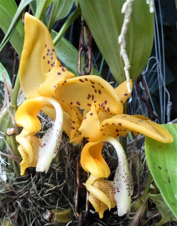 Stanhopea jenischiana – Bild 5