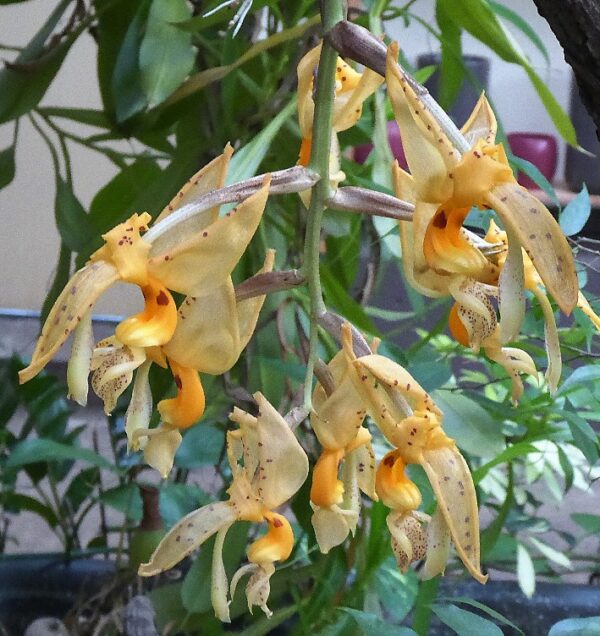Stanhopea jenischiana – Bild 6