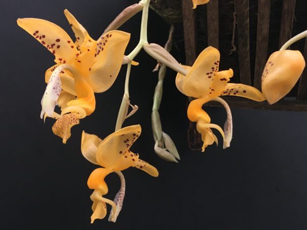 Stanhopea jenischiana – Bild 3