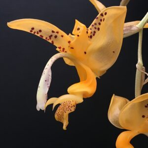 Stanhopea jenischiana
