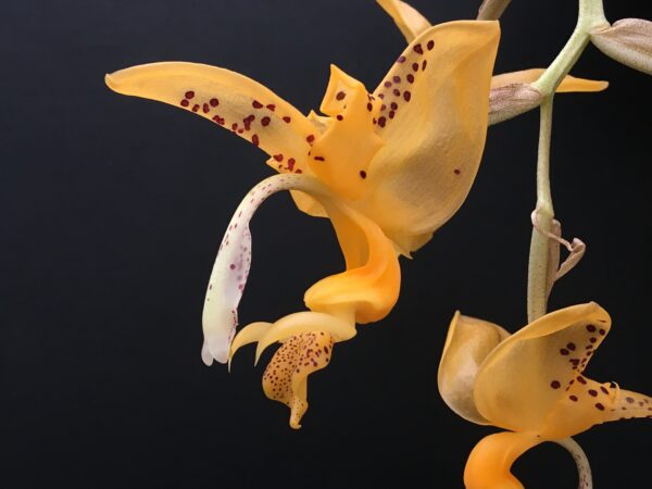 Stanhopea jenischiana