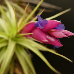 Tillandsia Holm’s Silver Petrose x Holm's Pink Star