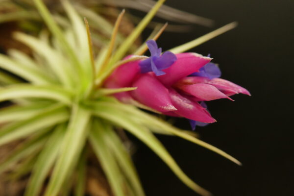 Tillandsia Holm’s Silver Petrose x Holm's Pink Star