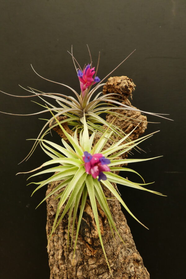 Tillandsia Holm’s Silver Petrose x Holm's Pink Star – Bild 3