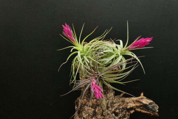 Tillandsia Holm’s Silver Petrose x Holm's Pink Star – Bild 2