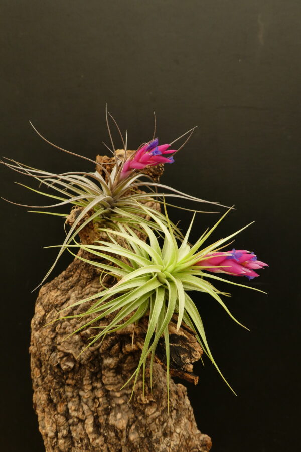 Tillandsia Holm’s Silver Petrose x Holm's Pink Star – Bild 4