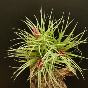 Tillandsia Holm's Rosember