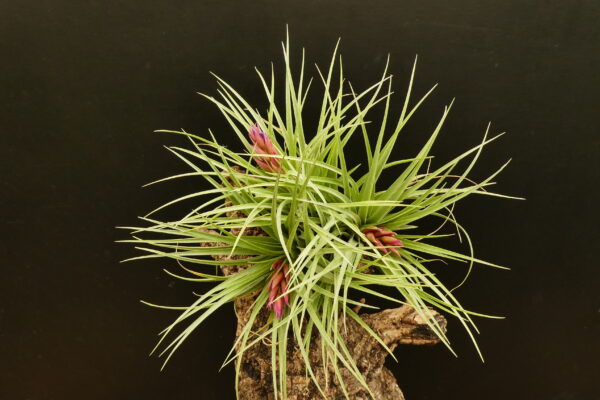 Tillandsia Holm's Rosember