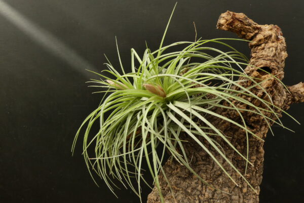 Tillandsia Holm's Rosember – Bild 3
