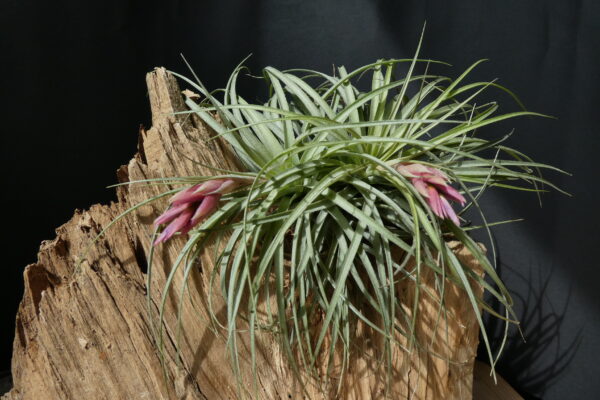 Tillandsia Holm's Rosember – Bild 2