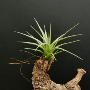 Tillandsia bella x leonamiana