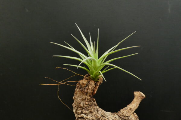 Tillandsia bella x leonamiana