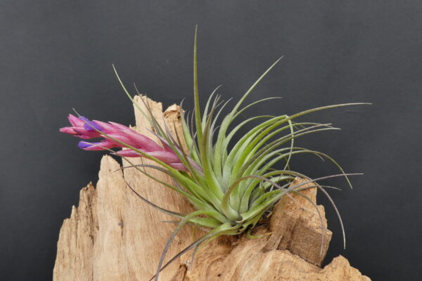 Tillandsia Holm's Carmosa