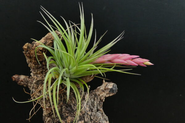 Tillandsia Holm's Carmosa – Bild 4