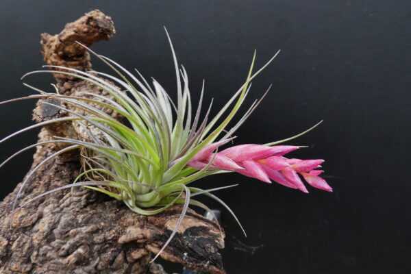 Tillandsia Holm's Carmosa – Bild 3