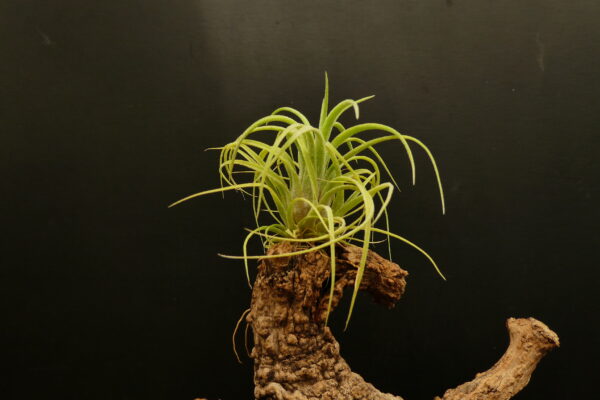 Tillandsia ionantha ‚ionantha‘ x streptophylla – Bild 2