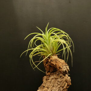 Tillandsia ionantha ‚ionantha‘ x streptophylla