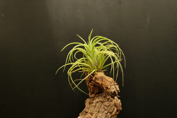 Tillandsia ionantha ‚ionantha‘ x streptophylla