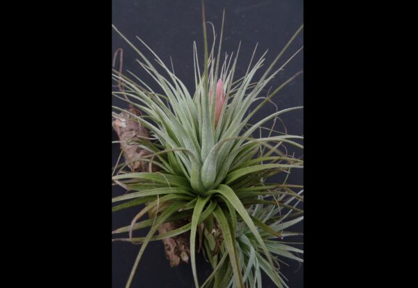 Tillandsia stricta 'Piniformis' – Bild 5
