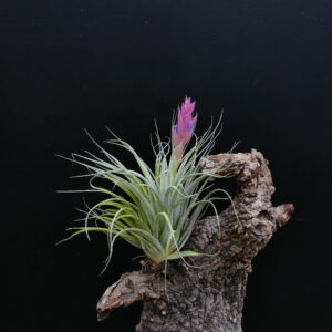 Tillandsia stricta 'Piniformis'