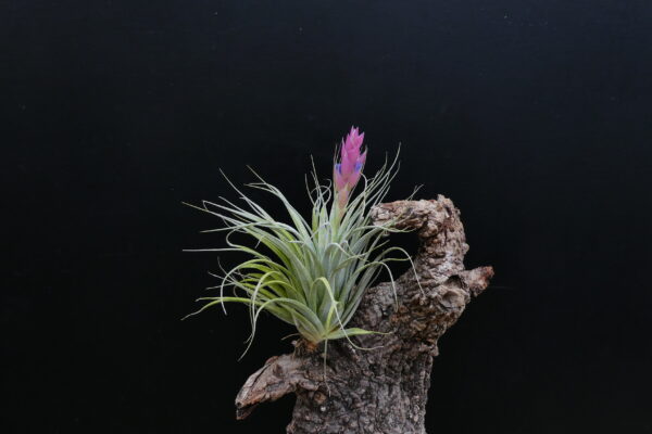 Tillandsia stricta 'Piniformis' – Bild 4