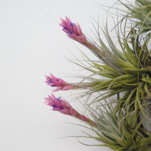 Tillandsia stricta 'Piniformis'