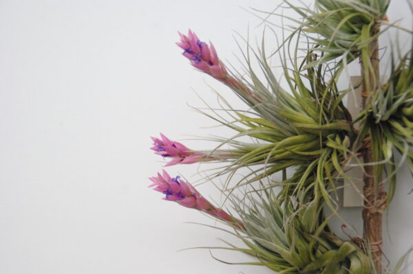 Tillandsia stricta 'Piniformis'