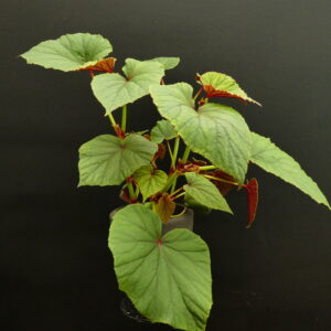Begonia grandis (Japan Begonie)