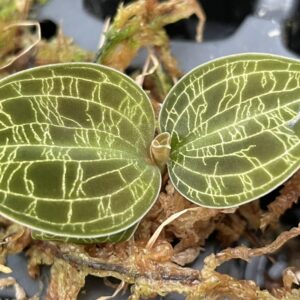 Macodes petola Typ 2