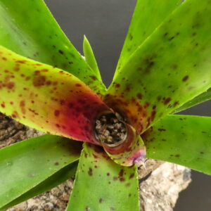 Neoregelia Cheers