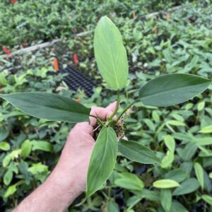 Philodendron species 'Iquitos Peru'