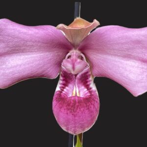 Phragmipedium kovachii