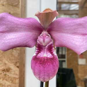 Phragmipedium kovachii