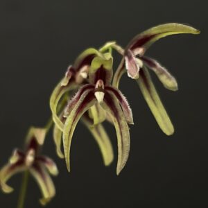 Pleurothallis bocainensis
