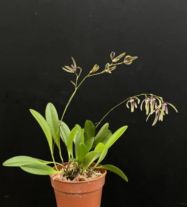 Pleurothallis bocainensis – Bild 4
