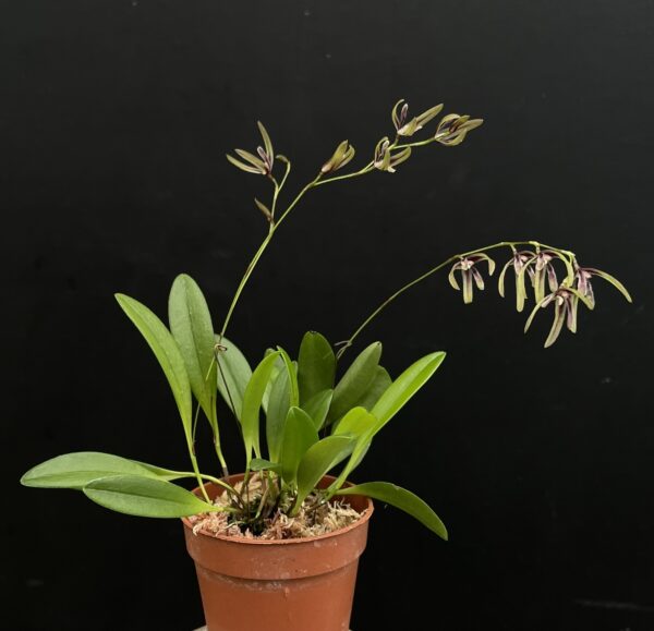 Pleurothallis bocainensis – Bild 2