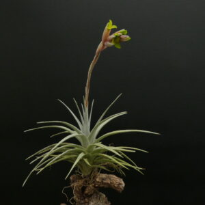Tillandsia jucunda ‚viridiflora‘
